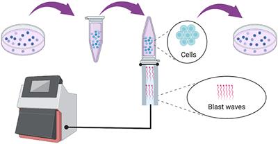 Establishment and evaluation of an in vitro blast lung injury model using alveolar epithelial cells